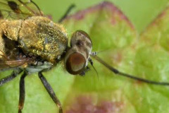 Chrysopilus helvolus