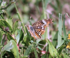 Phyciodes phaon
