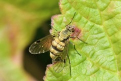 Chrysopilus helvolus