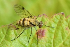 Chrysopilus helvolus