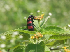 Hycleus biundulatus