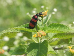 Hycleus biundulatus