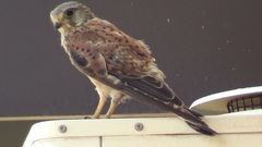 Falco tinnunculus
