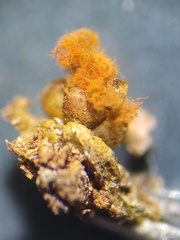 Trichia botrytis