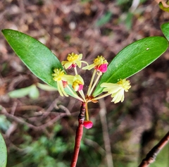 Tasmannia lanceolata