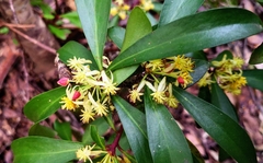 Tasmannia lanceolata