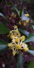 Tasmannia lanceolata