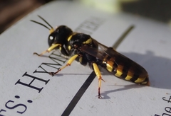 Ectemnius cephalotes