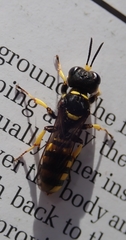 Ectemnius cephalotes