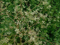 Seseli tortuosum