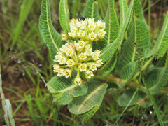 Xysmalobium acerateoides