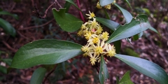Tasmannia lanceolata