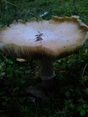 Cortinarius caperatus