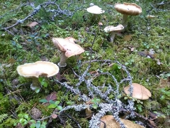 Cortinarius caperatus