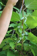Actinidia polygama