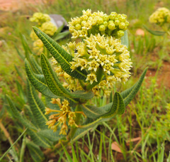 Xysmalobium acerateoides