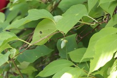 Actinidia polygama