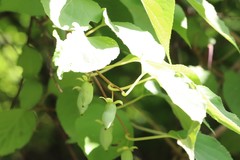 Actinidia polygama
