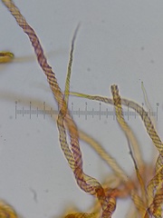 Trichia botrytis