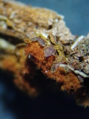 Trichia botrytis