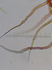 Trichia botrytis