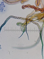 Trichia botrytis