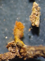 Trichia botrytis