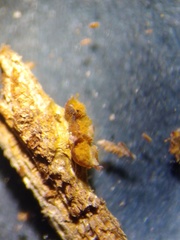 Trichia botrytis
