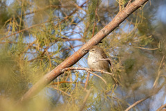 Phragmacia substriata