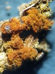 Trichia botrytis