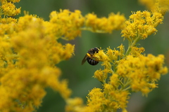 Colletes simulans