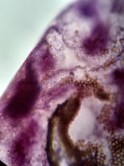 Trichia botrytis