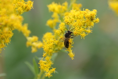 Colletes simulans