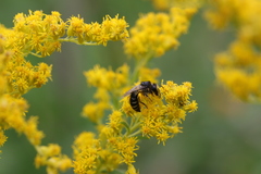 Colletes simulans