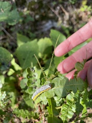Pyrrhia