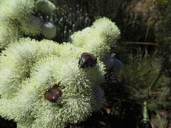 Trichostetha capensis