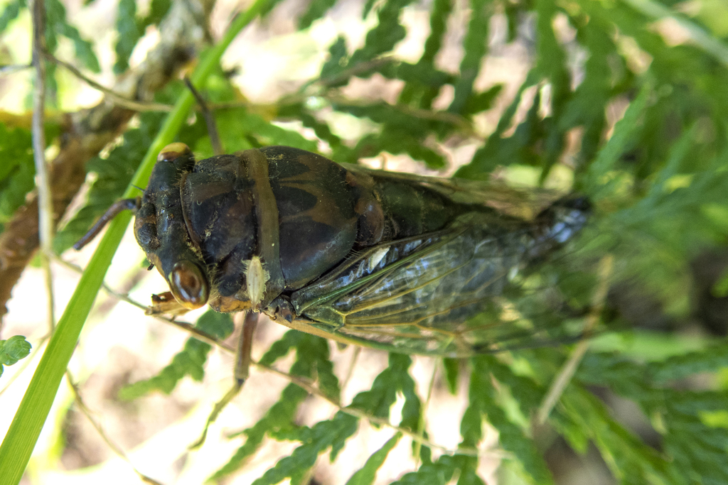 Dog-day Cicadas from Baltimore Woods Nature Center, Onondaga County, NY ...