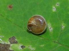 Chilanodon bicallosa