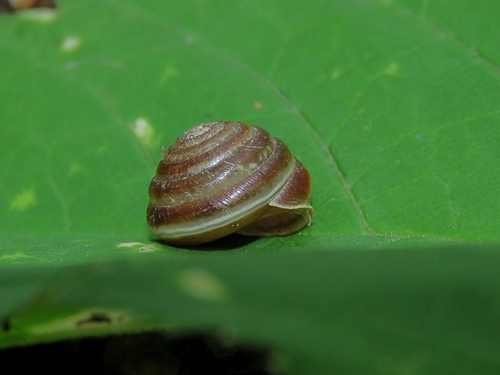 Chilanodon bicallosa