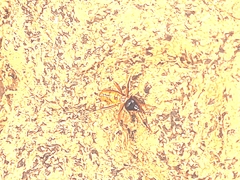 Constrictotermes cyphergaster