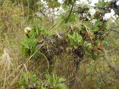 Protea madiensis subsp. madiensis image