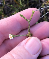 Lachnaea filicaulis