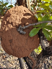 Constrictotermes cyphergaster