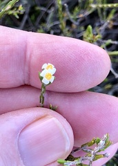 Lachnaea filicaulis