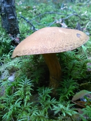 Suillus variegatus