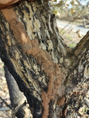 Constrictotermes cyphergaster