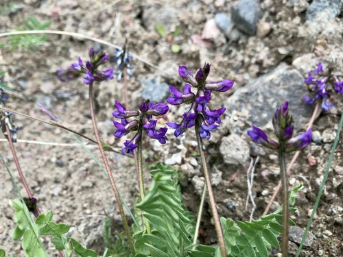 Oxytropis deflexa var. foliolosa