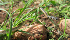 Psammophis angolensis