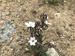 Silene involucrata