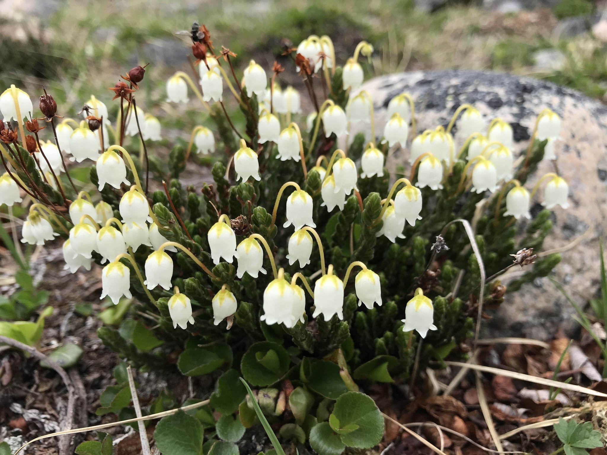 Cassiope tetragona